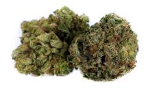 image, flower, gorilla glue